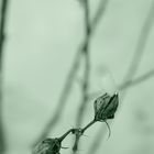 Hibiskusknospen mit feiner Schneehaube