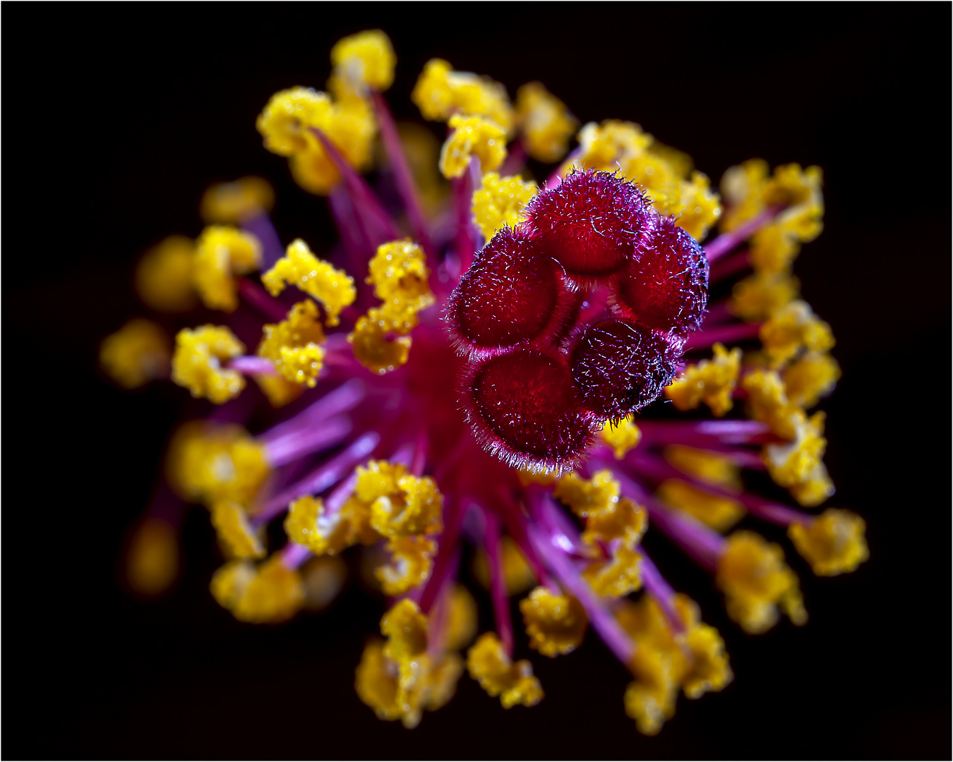 Hibiskusmakro