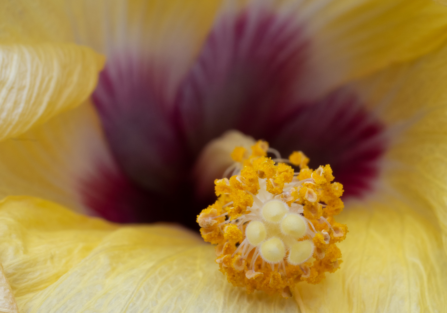 Hibiskusnarbe