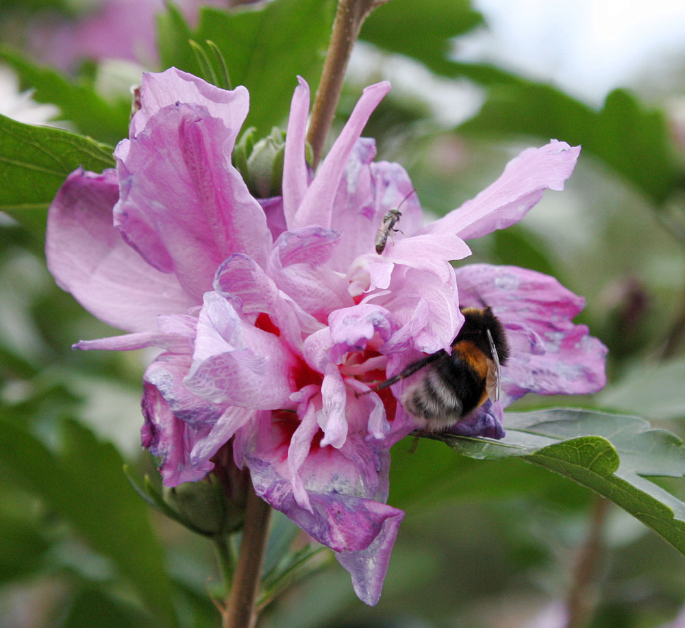 Hibiskusnektar ist sehr begehrt