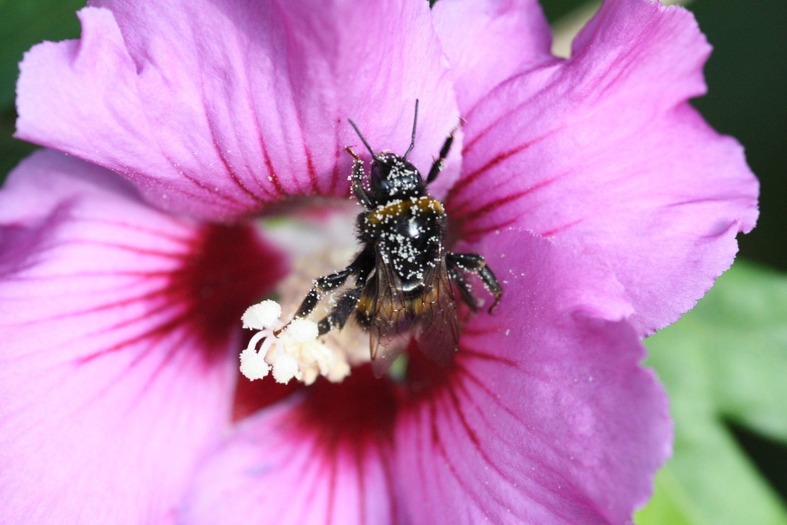 Hibiskusnektarschlemmerei