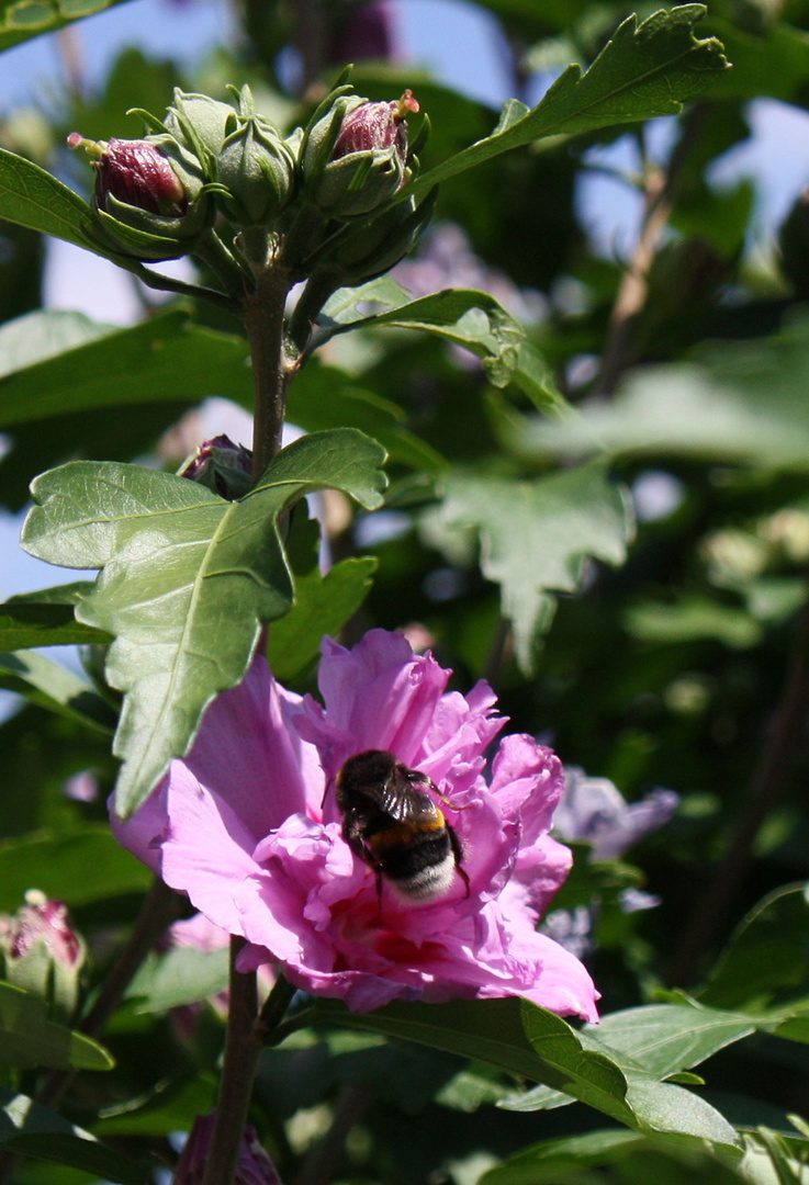 Hibiskusparadies für Insekten