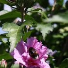 Hibiskusparadies für Insekten