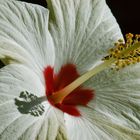 Hibiskuspuschel