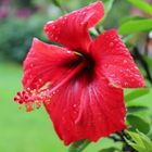 Hibiskus_rot