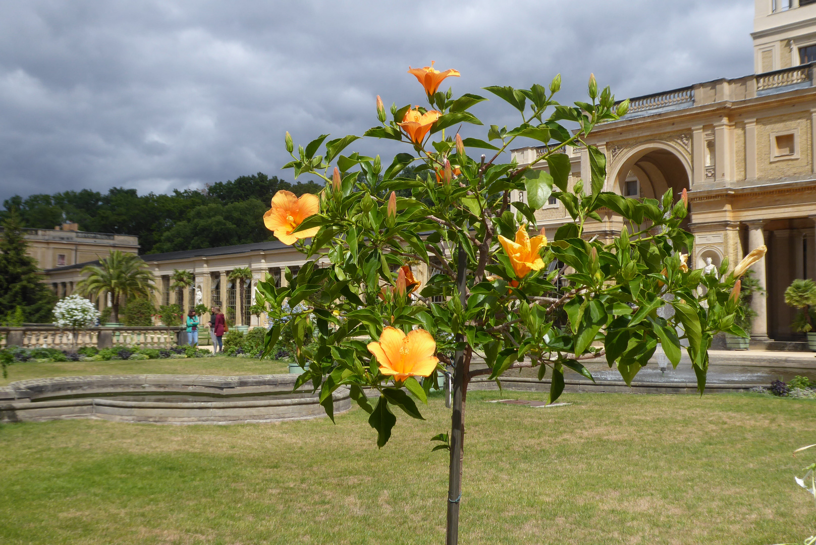 Hibiskusstämmchen an der Orangerie