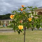 Hibiskusstämmchen an der Orangerie