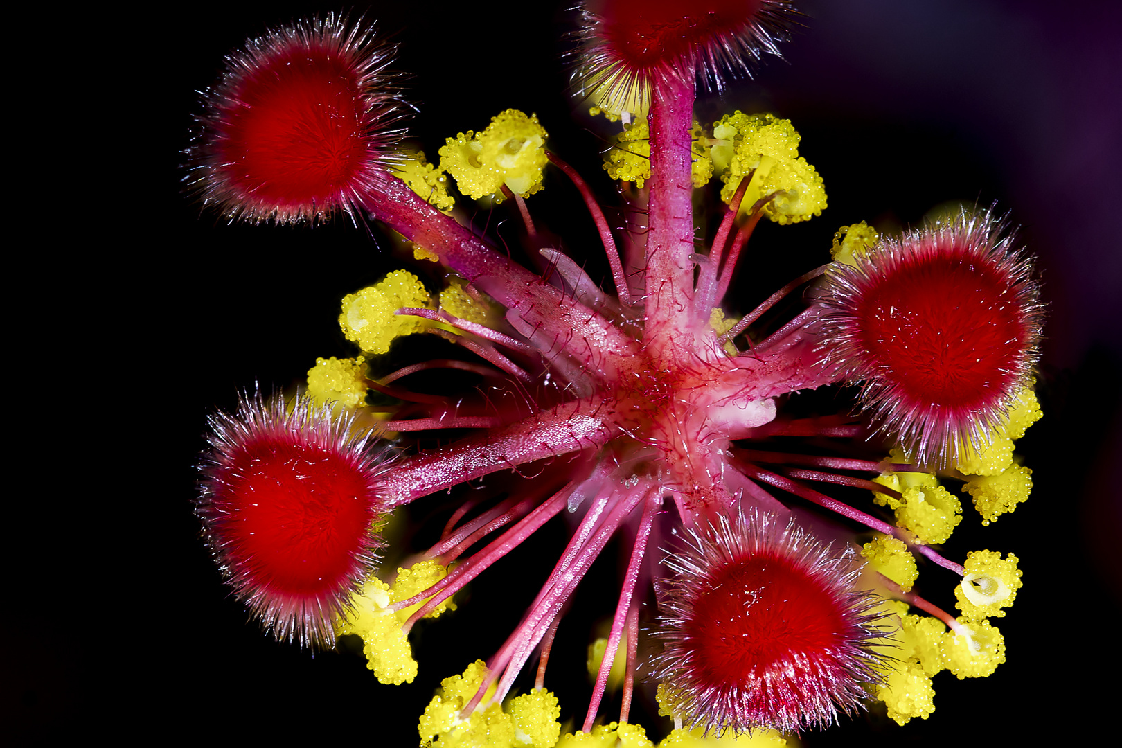 Hibiskusstempel