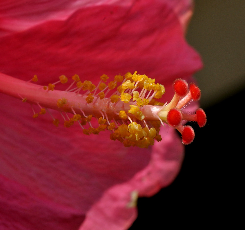 Hibiskusstempel