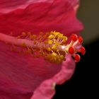 Hibiskusstempel