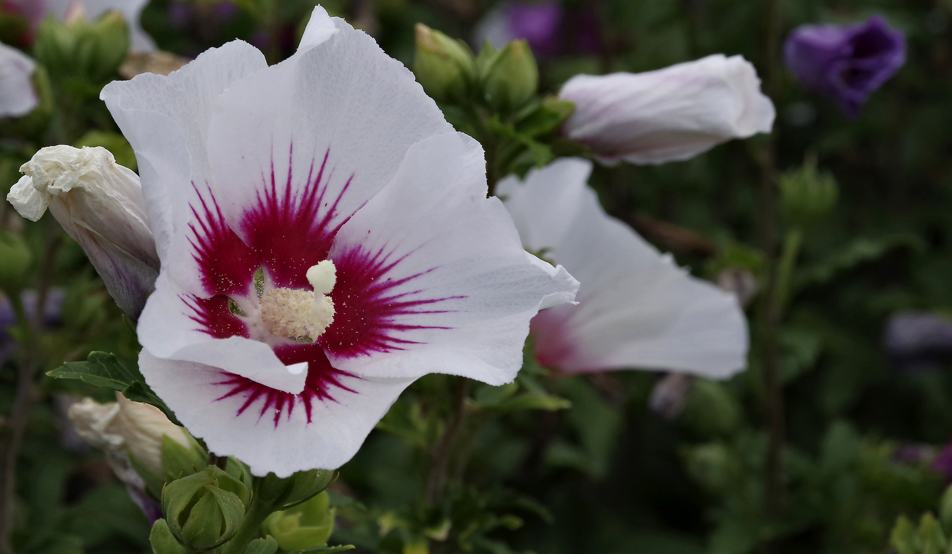 Hibiskusstrauch