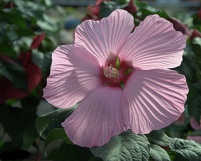 Hibiskusträume