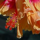 Hibiskuswellen