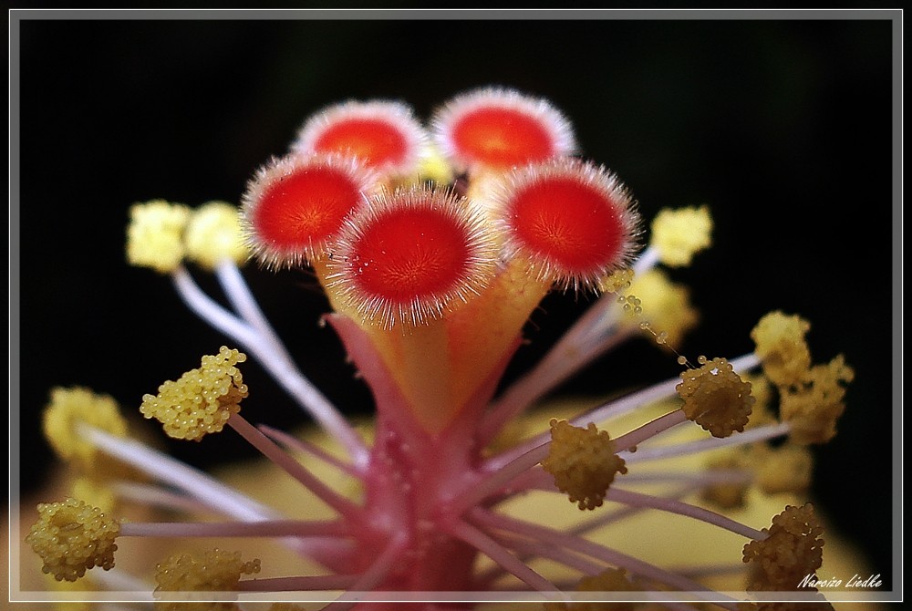 Hibisus