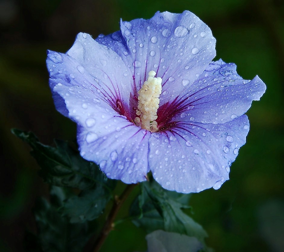 Hibisus taufrisch