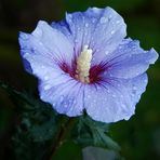 Hibisus taufrisch