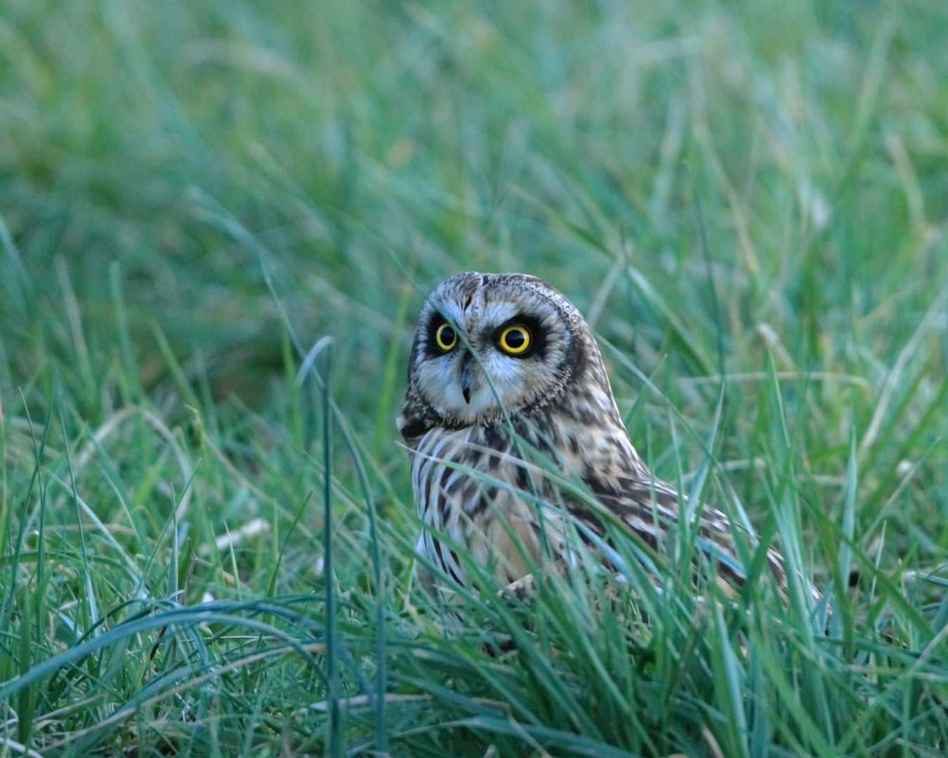 Hibou de cet hiver, 17 janvier 2014 17h59, presque nuit.