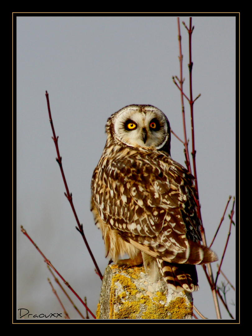 Hibou des Marais