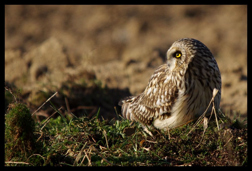 Hibou des marais..