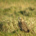 Hibou des Marais