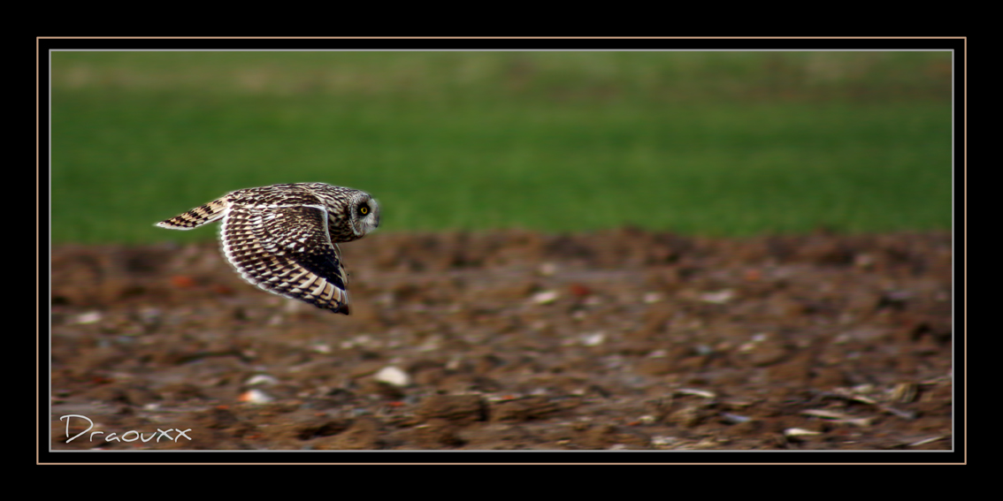 Hibou des Marais en chasse