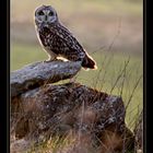 Hibou des Marais en observation