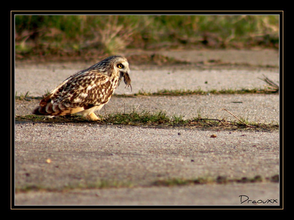 Hibou des Marais et le campagnol