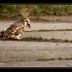 Hibou des Marais et le campagnol