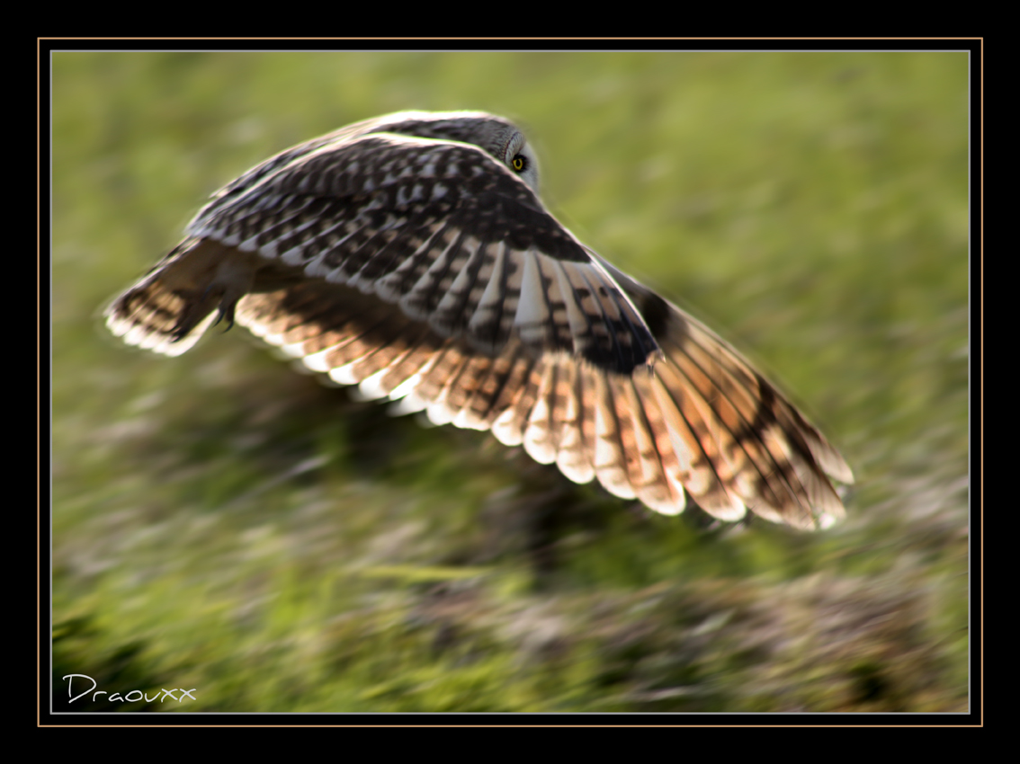 Hibou des Marais la transparence