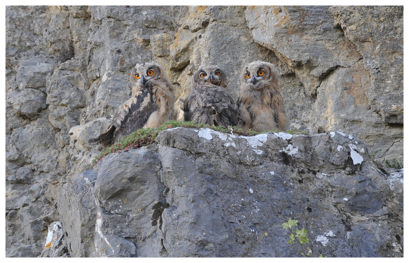 hibou grad duc juvénile