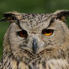 hibou grand-duc