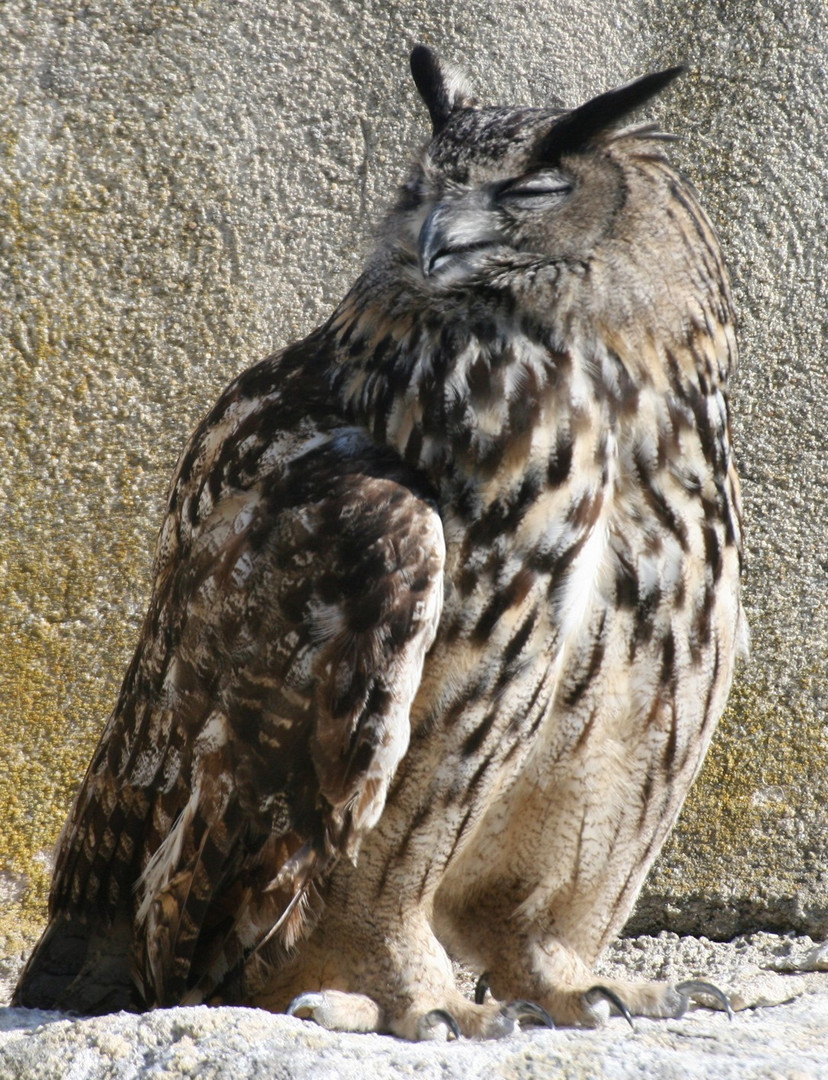 hibou grand duc