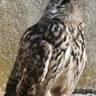 hibou grand duc