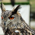 Hibou Grand Duc