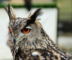 Hibou Grand Duc