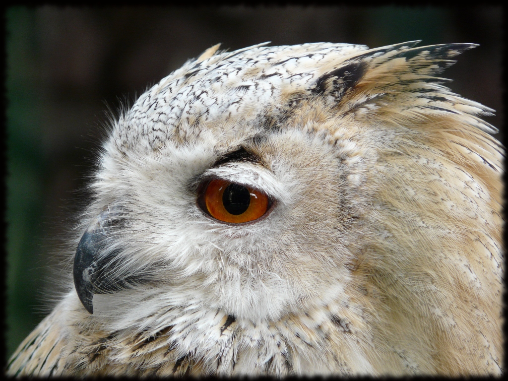 Hibou Grand Duc