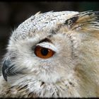 Hibou Grand Duc