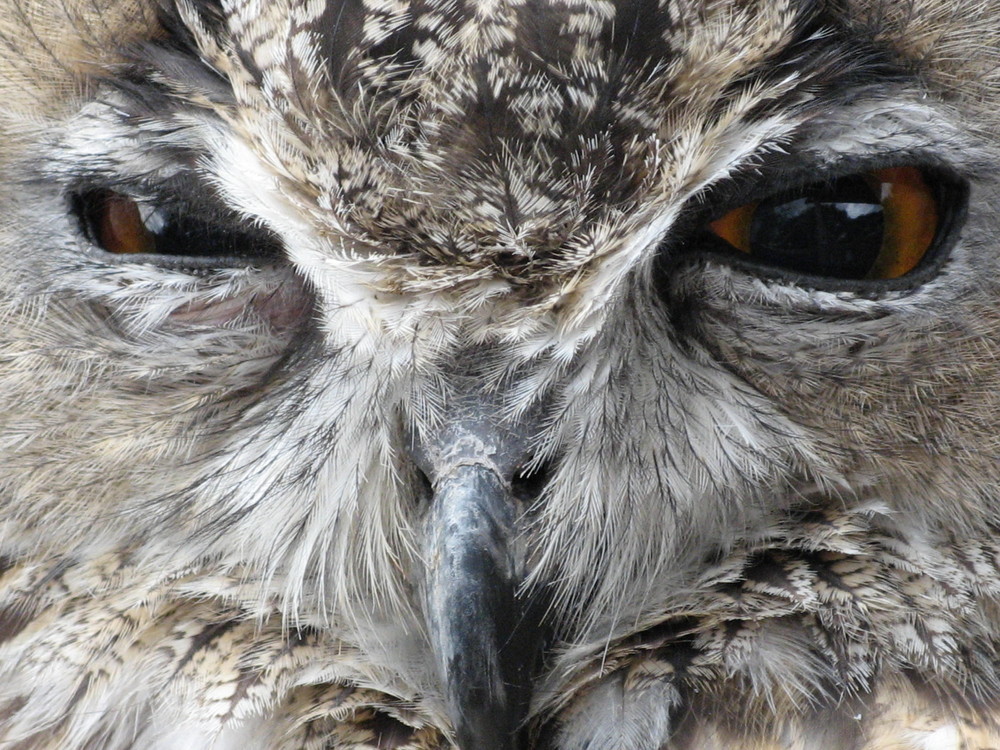 Hibou Grand Duc