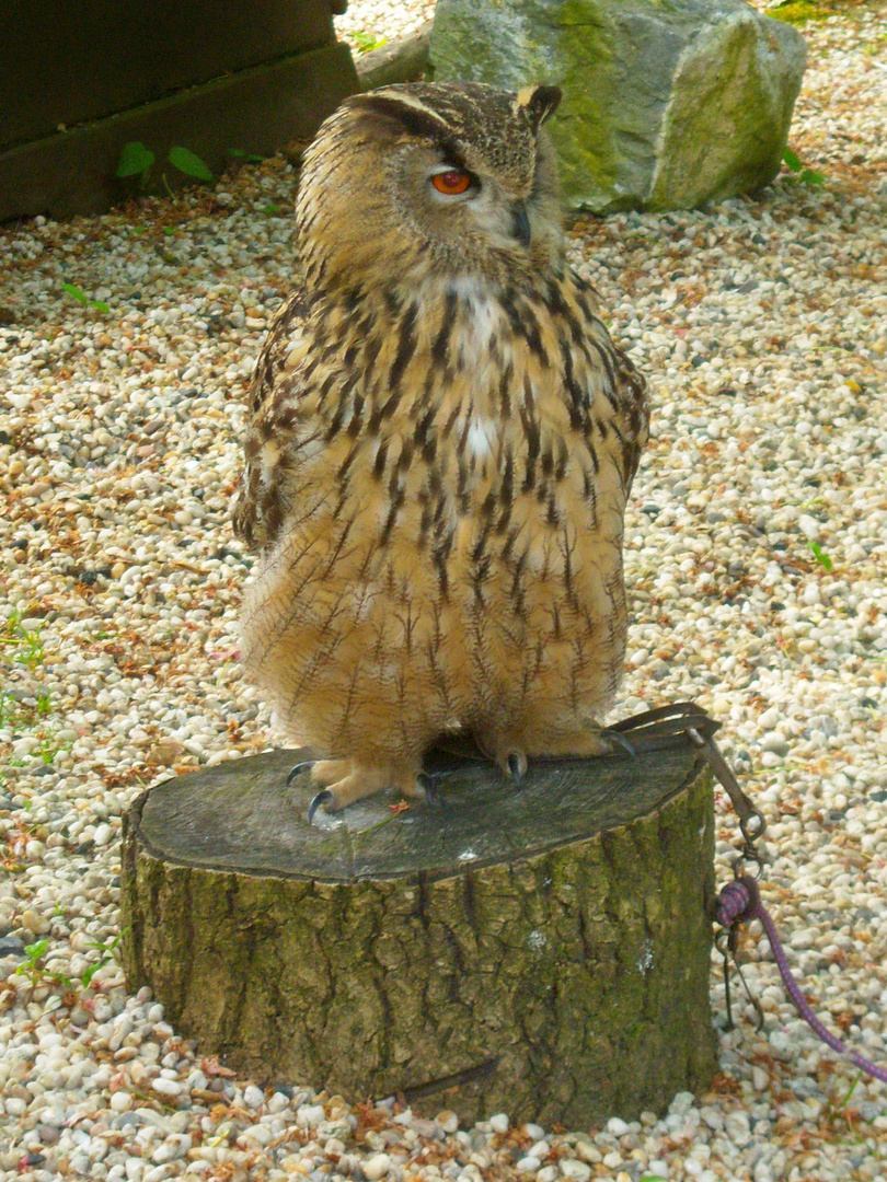 Hibou Grand Duc