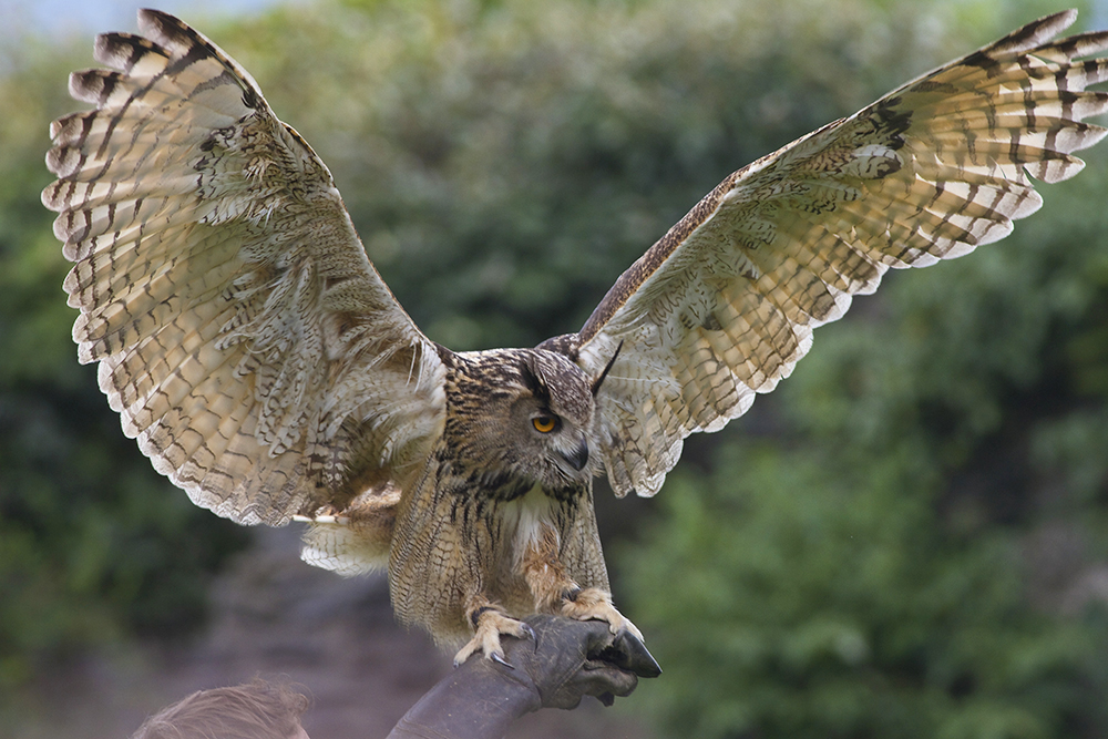 Hibou Grand Duc photo et image animaux, zoo et animaux en captivité, fauconnerie Images