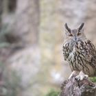 Hibou Grand Duc