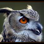 Hibou Grand Duc d'Europe