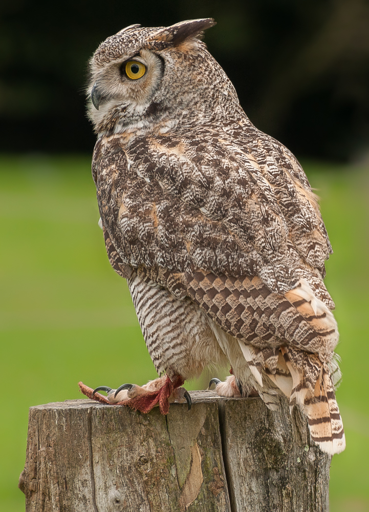 Hibou Grand Duc  -  Eurasian Eagle Owl