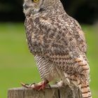 Hibou Grand Duc  -  Eurasian Eagle Owl