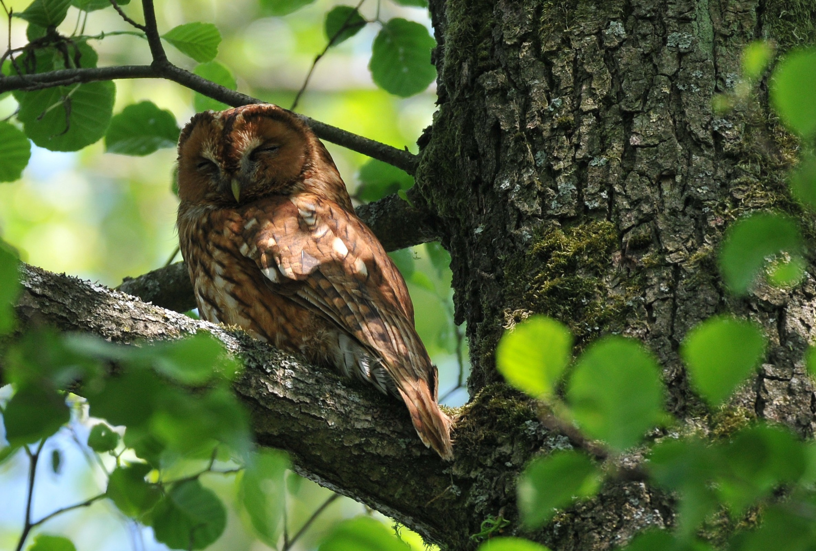 hibou grand duc:chouette hulotte