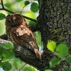 hibou grand duc:chouette hulotte