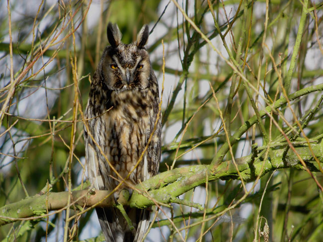 Hibou Moyen Duc