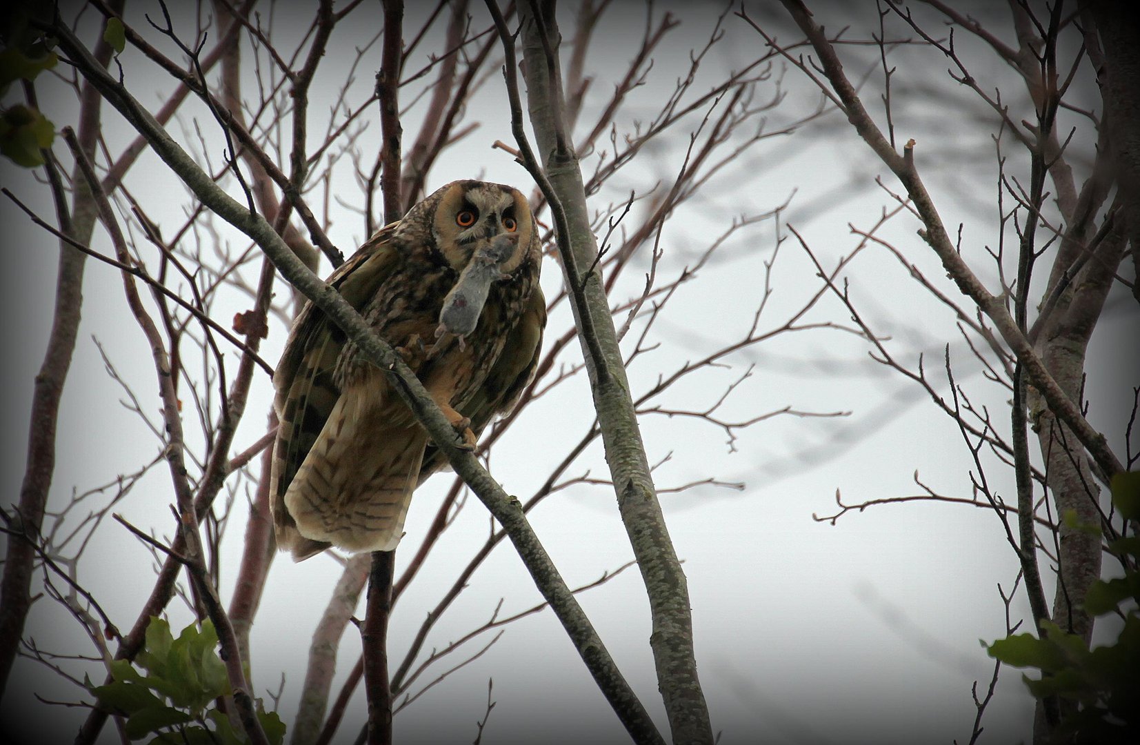 Hibou moyen-duc