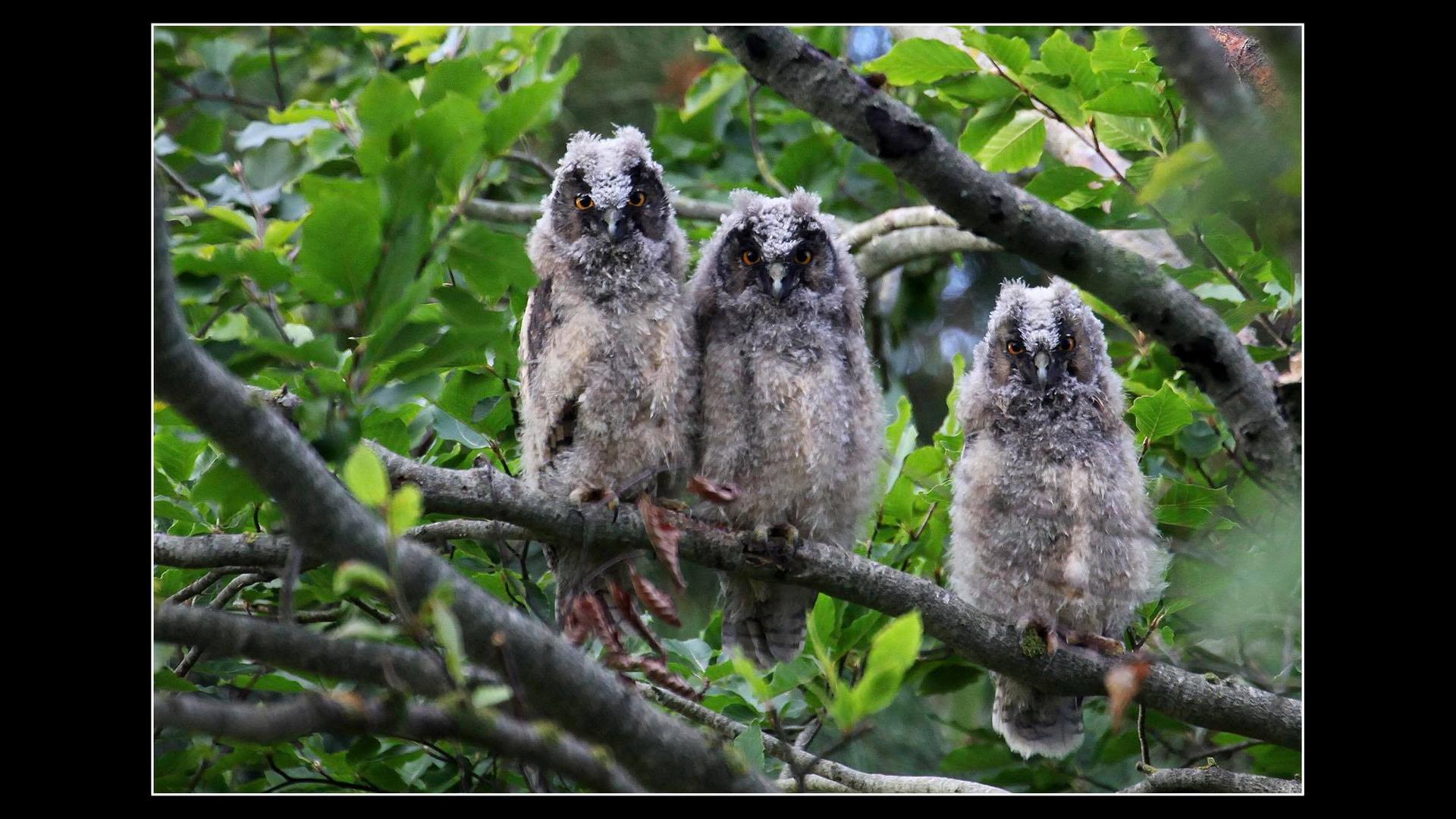 Hibou moyen-duc