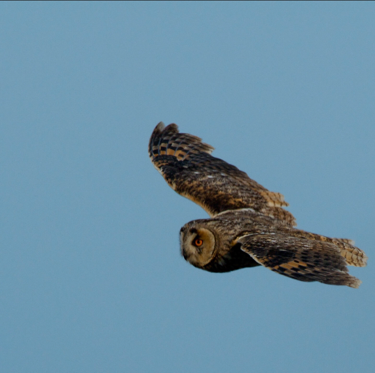 hibou moyen-duc en vol